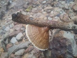 Hexagonia tenuis image