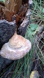 Fomitopsis rosea image