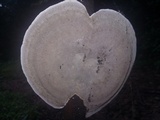 Hexagonia tenuis image