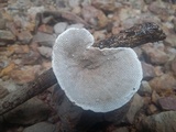 Hexagonia tenuis image