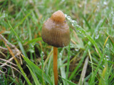 Psilocybe semilanceata image