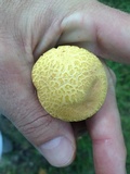 Lanmaoa pseudosensibilis image