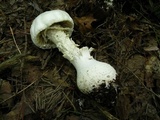 Amanita polypyramis image