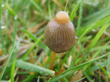 Psilocybe semilanceata image