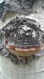Phellinus tremulae image
