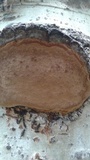 Phellinus tremulae image