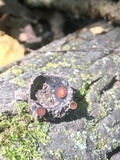 Lanzia echinophila image