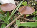 Psilocybe stuntzii image