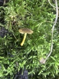 Pluteus romellii image