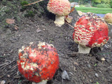 Amanita amerimuscaria image