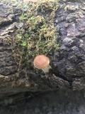 Armillaria gallica image