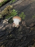 Armillaria gallica image
