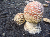 Amanita amerimuscaria image
