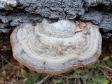 Fomes fasciatus image