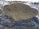 Fomes fasciatus image