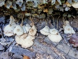 Leucocoprinus cepistipes image