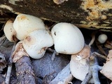 Leucocoprinus cepistipes image
