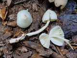 Leucocoprinus cepistipes image