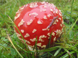 Amanita amerimuscaria image