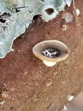 Poronidulus conchifer image