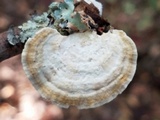 Poronidulus conchifer image