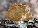 Poronidulus conchifer image