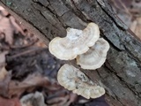 Poronidulus conchifer image
