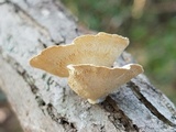 Poronidulus conchifer image