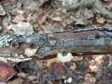 Poronidulus conchifer image