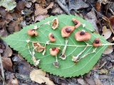 Leucoagaricus rubrotinctus image