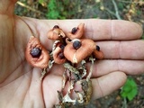 Leucoagaricus rubrotinctus image