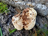 Ganoderma curtisii image