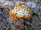 Ganoderma curtisii image