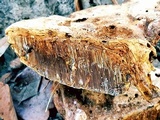 Ganoderma curtisii image