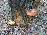 Ganoderma curtisii image