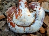 Ganoderma curtisii image