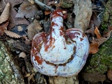 Ganoderma curtisii image