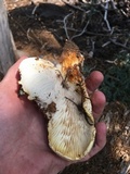 Neolentinus ponderosus image