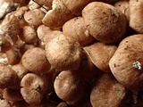 Gymnopus subpruinosus image