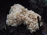 Sparassis crispa image