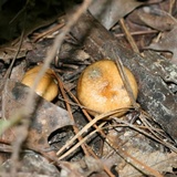 Suillus salmonicolor image