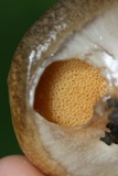Suillus salmonicolor image