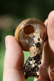 Suillus salmonicolor image