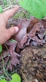 Auricularia fuscosuccinea image