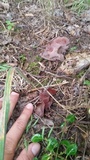 Auricularia fuscosuccinea image