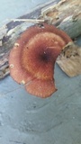 Tricholomopsis rutilans image