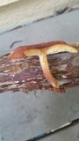 Tricholomopsis rutilans image
