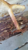 Tricholomopsis rutilans image
