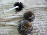 Coprinopsis cinerea image