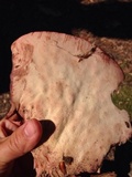 Fistulina hepatica image